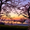 夕桜