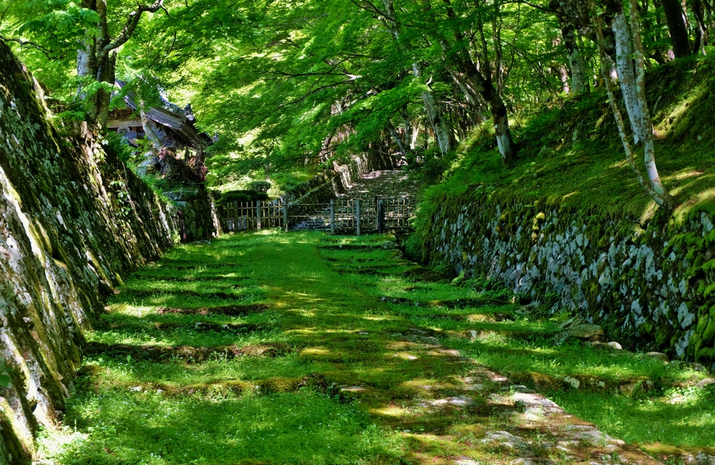 古の新緑参道