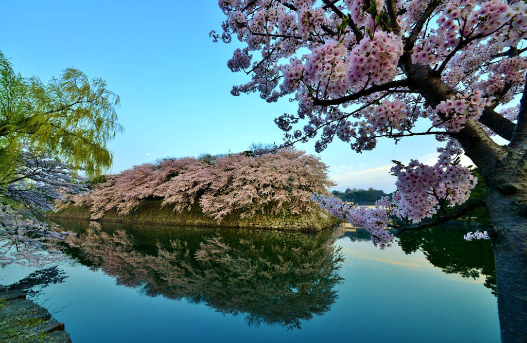 彦根城濠端桜　9-8