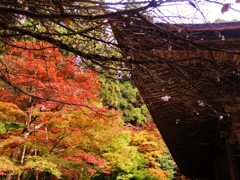 二期桜と紅葉