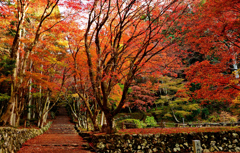 秋彩古寺参道