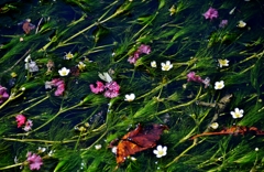 醒ヶ井地蔵川の水中花