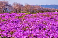 花時