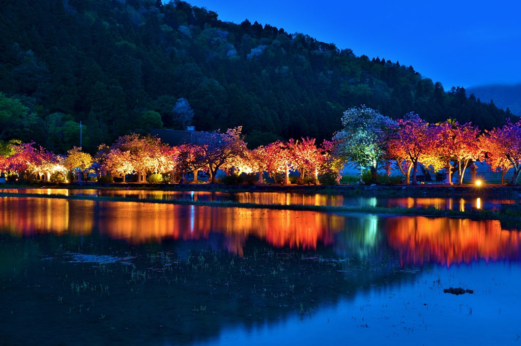 水田に映る八重の夜桜