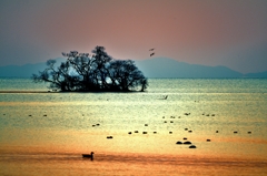 夕暮れの水鳥