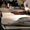 マグロ解体ショー