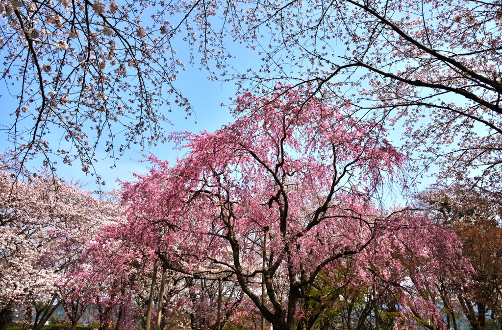 桜花爛漫