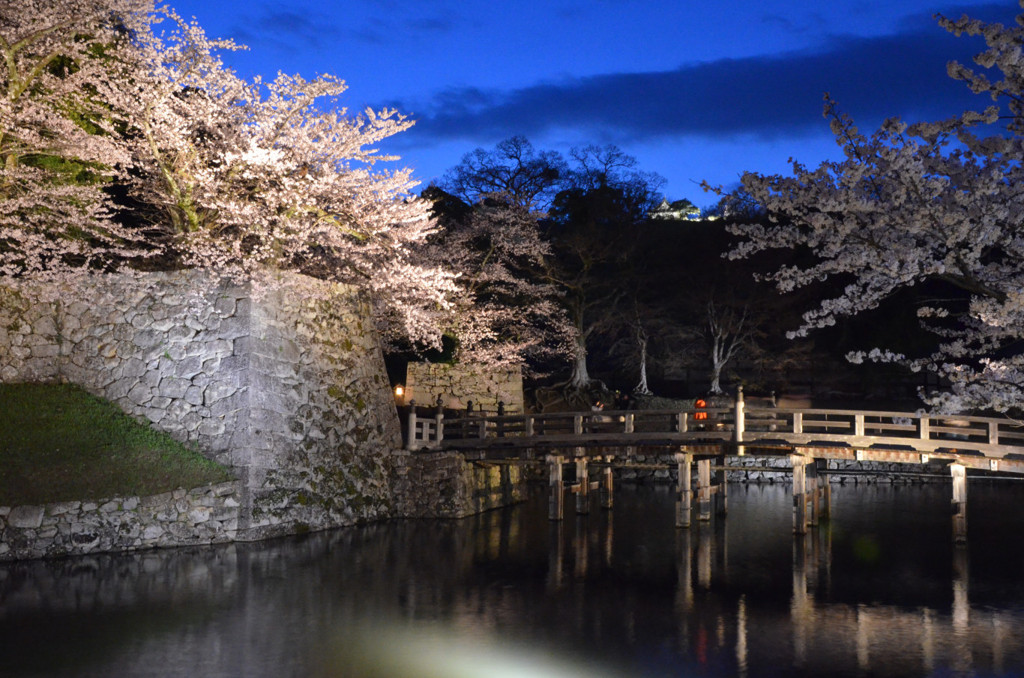 彦根城の夜桜