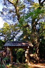 菅山寺の樹齢約1000年を超える巨木