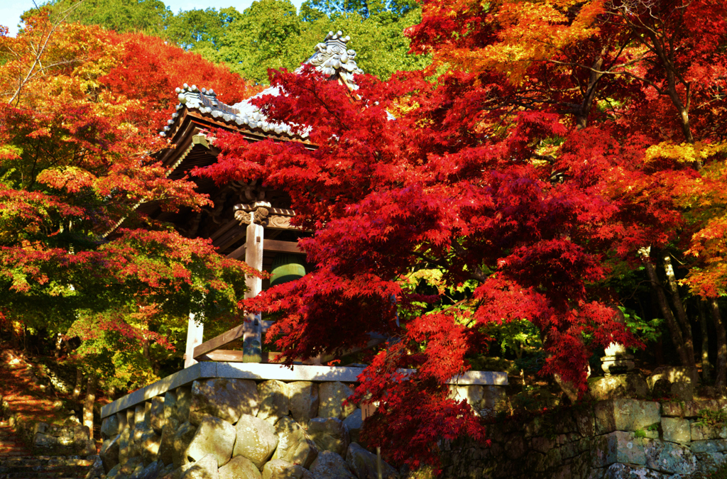 東光寺の紅葉