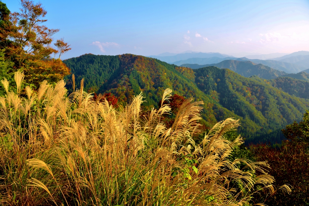 秋風揺らぐ山ススキ