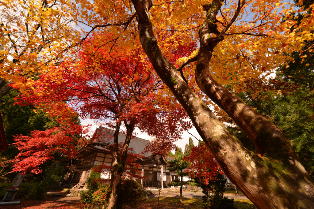 興聖寺の紅葉