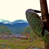 飛べない鳥ー木彫りー
