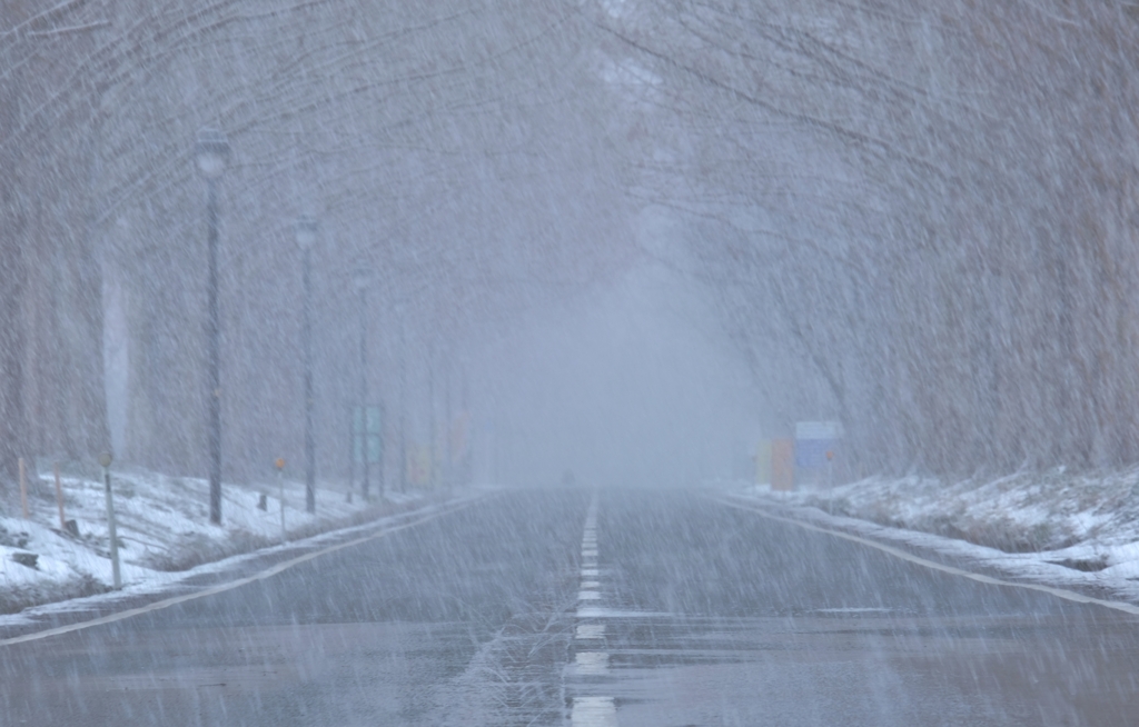 雪中並木道