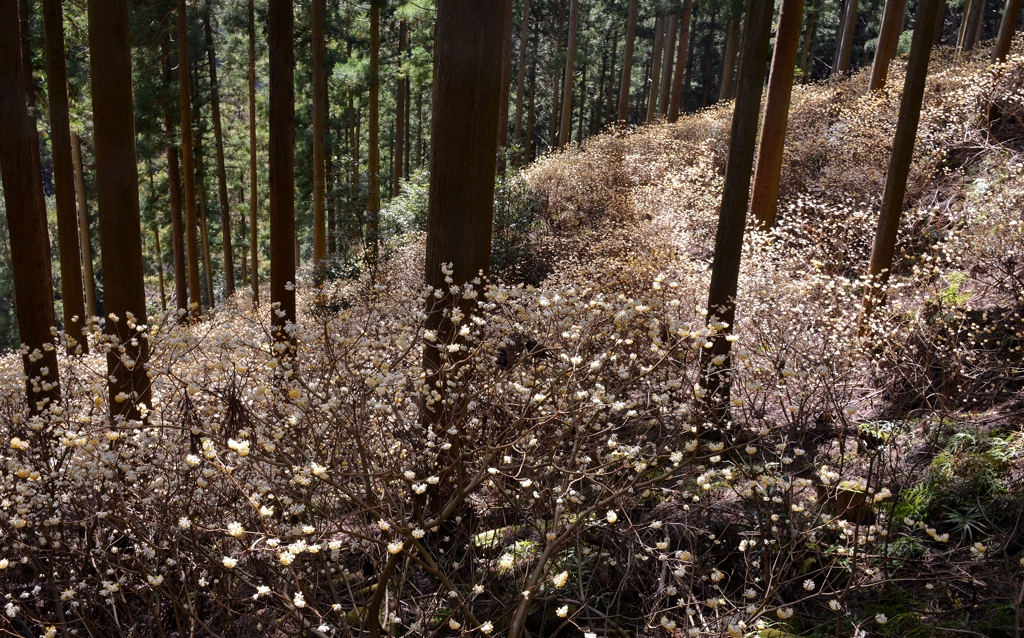 山間のミツマタ群生