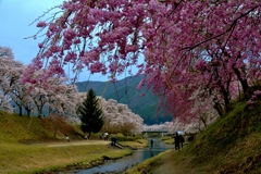 鮎河の桜　5-4