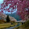 鮎河の桜　5-4