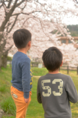 兄弟桜