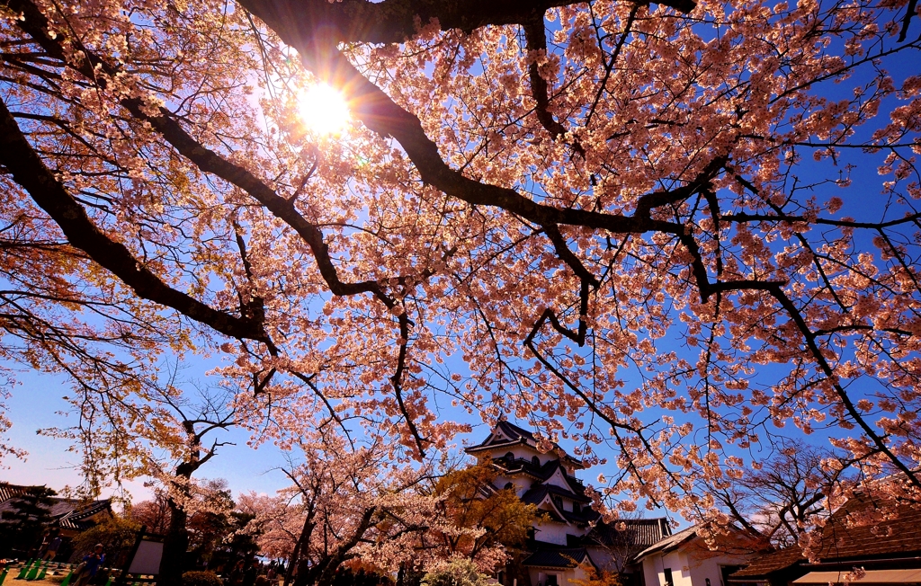 春光桜