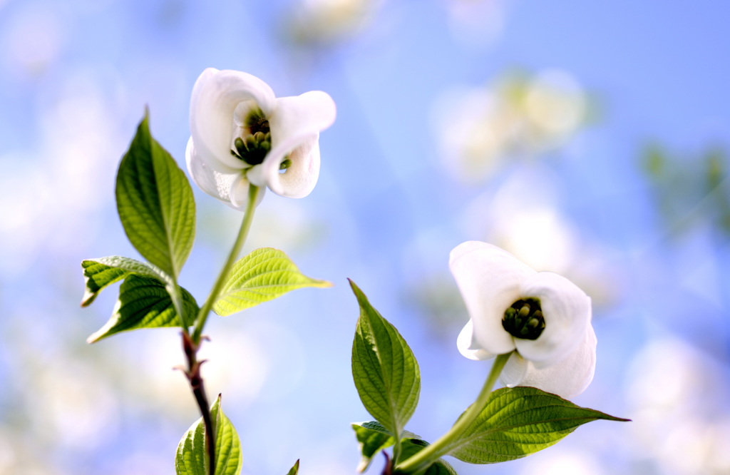 我が家の花　ハナミズキ