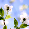 我が家の花　ハナミズキ