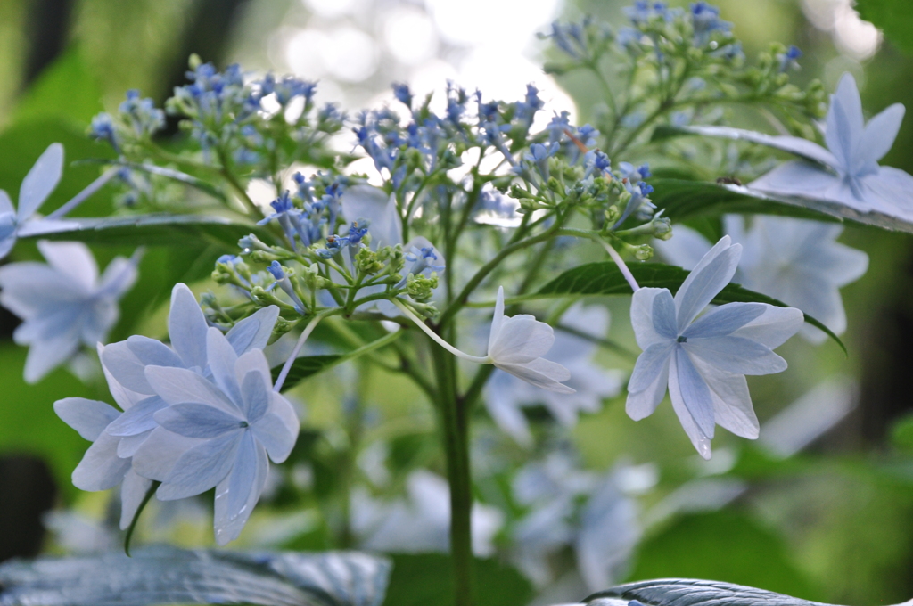 初夏の花