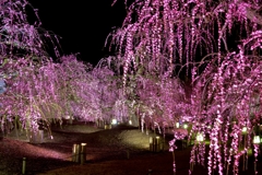 冬花火のような枝垂れ梅