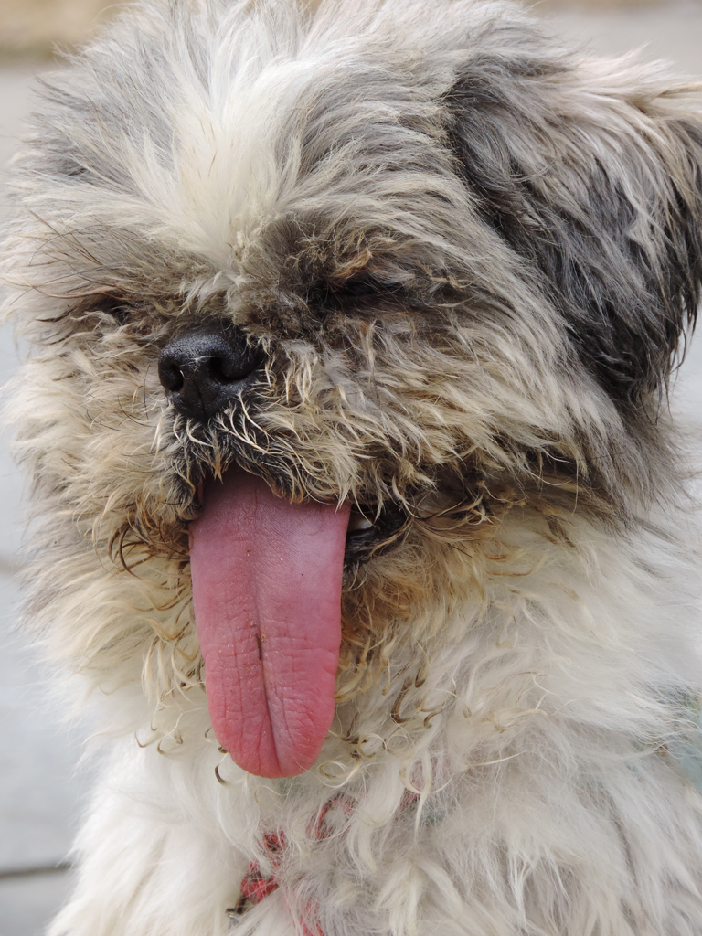 舌を出す犬ー喜び