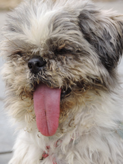 舌を出す犬ー喜び