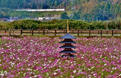 秋桜畑の五重塔