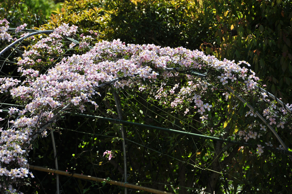 アーチのテッセン（クレマチス）