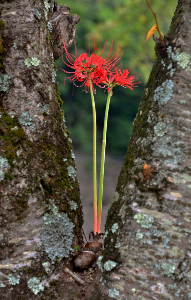 樹木花・彼岸花