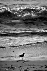 浜辺の鳥