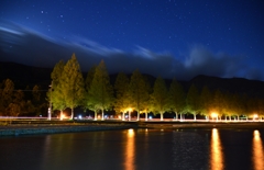 夜中のメタセコイア並木夜景