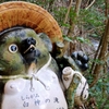 滝案内狸　白神の滝