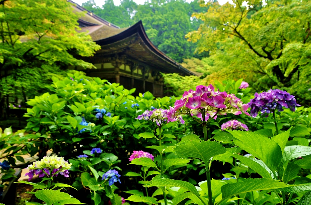 あじさいの金剛輪寺