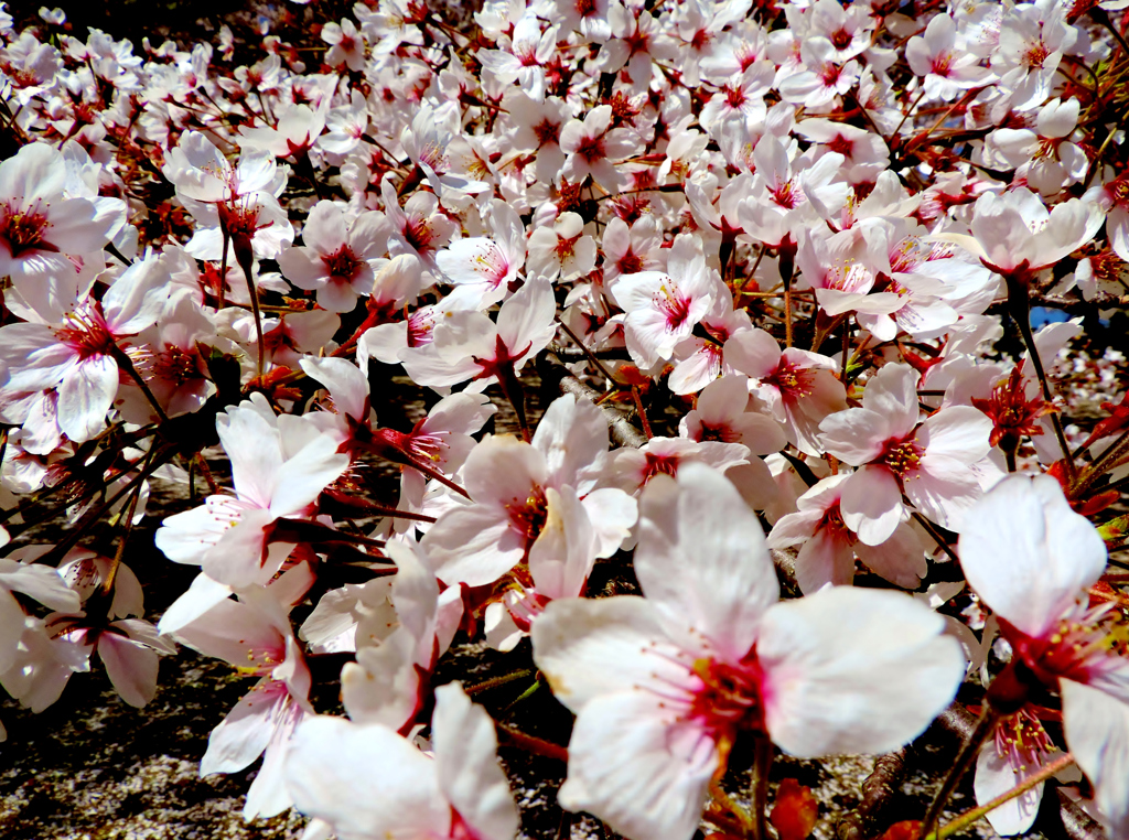 桜花爛漫