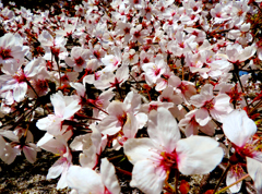 桜花爛漫