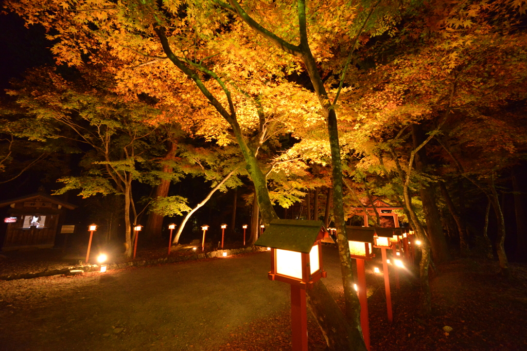 日吉大社紅葉ライトアップ　御神燈　