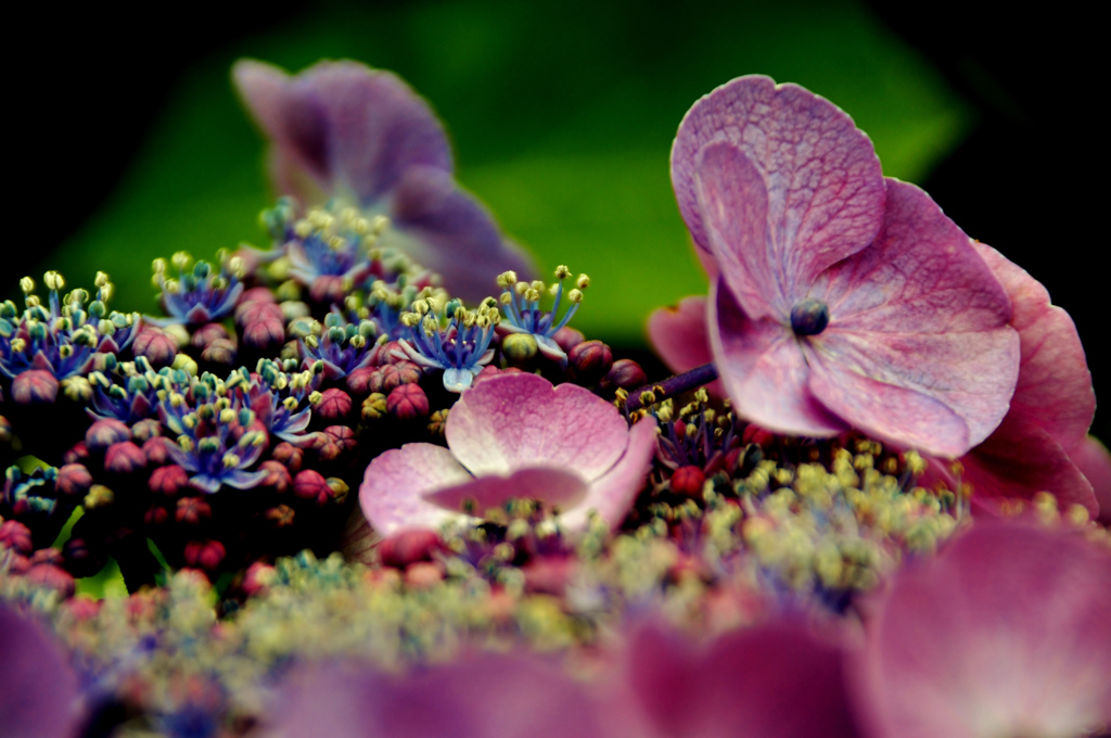 我が家の花　アジサイ花