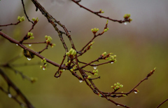 我が家の花　　すももの花の芽