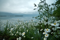 Lake Yogo of the waterside of the flower