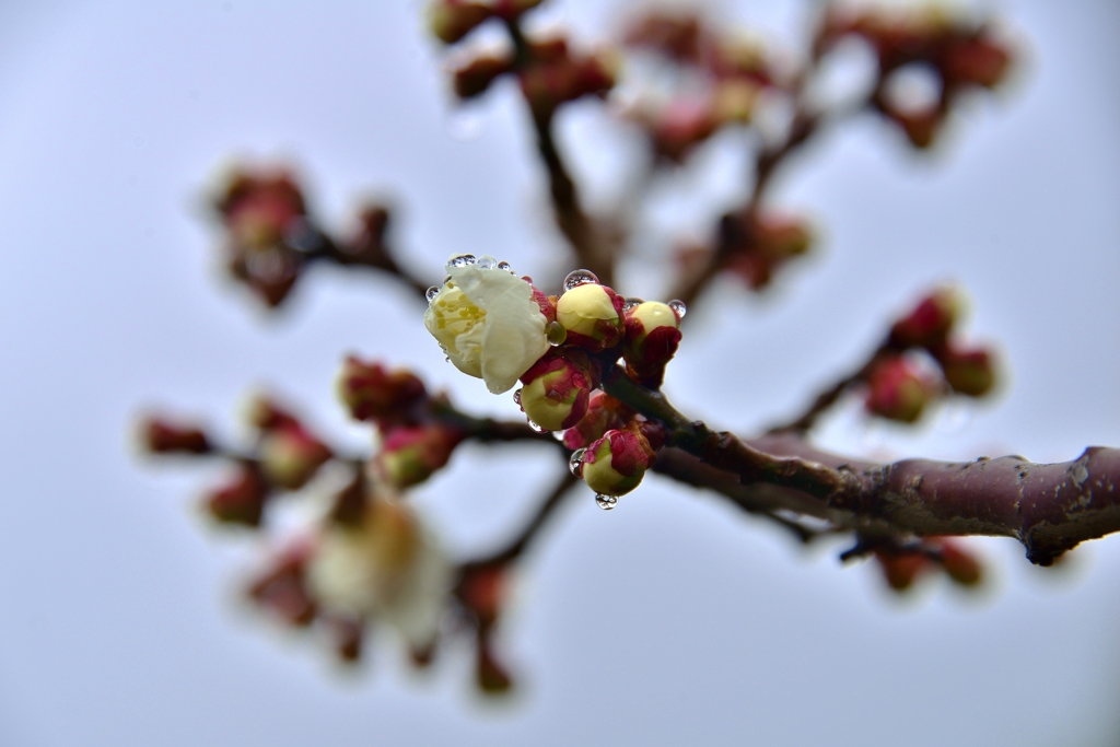 雨滴花蕾