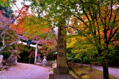 まだ青紅葉の胡宮神社