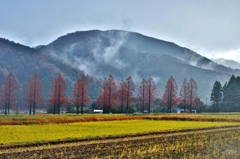 冬日のメタセコイア風景