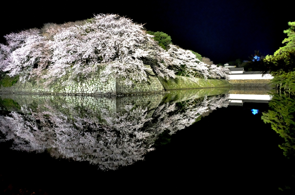 彦根城夜桜