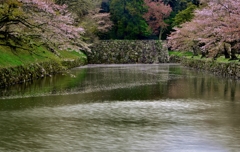 桜花散りゆく花筏