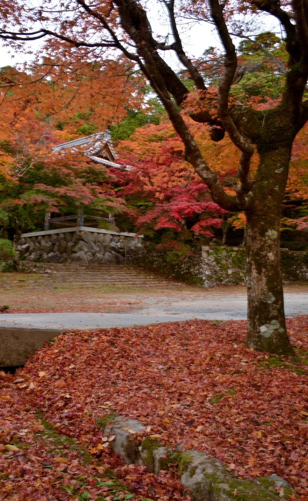 紅葉の東光寺