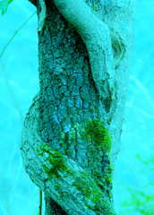 Tree snake