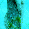 Tree snake